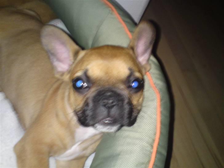 Fransk bulldog Malou billede 3