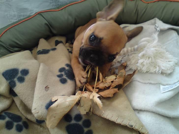 Fransk bulldog Malou billede 4