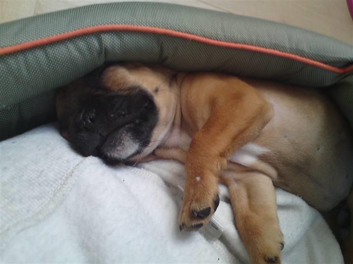 Fransk bulldog Malou billede 5