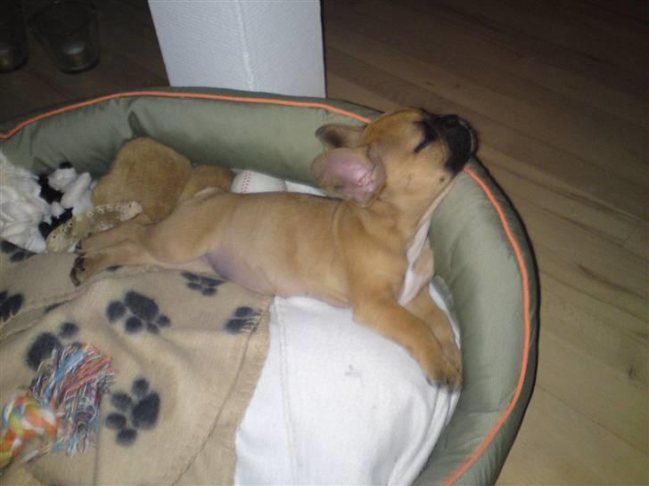 Fransk bulldog Malou billede 6