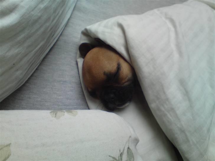 Fransk bulldog Malou billede 7