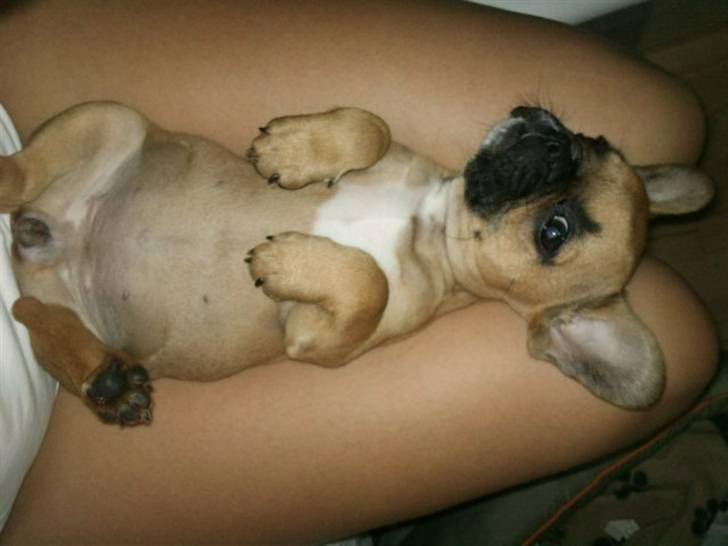 Fransk bulldog Malou billede 8