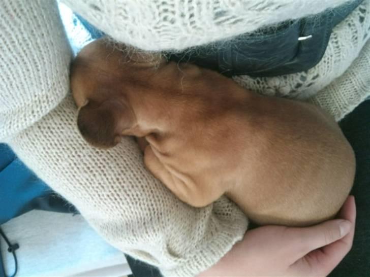 Fransk bulldog Malou billede 9