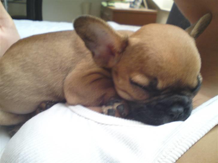 Fransk bulldog Malou - billed er taget i september næsten lige da vi fik hende billede 10