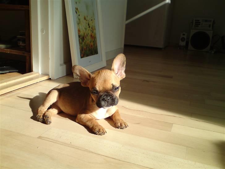 Fransk bulldog Malou - billed er taget i september næsten lige da vi fik hende billede 11
