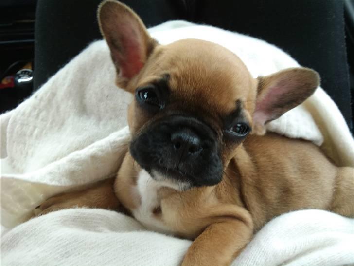Fransk bulldog Malou - billed er taget i september næsten lige da vi fik hende billede 12