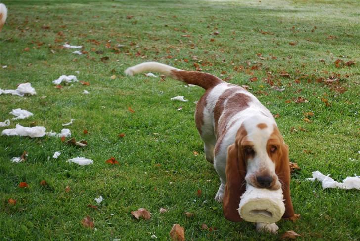Basset hound Bobass Nuka - Jeg elsker altså bare toiletruller billede 1