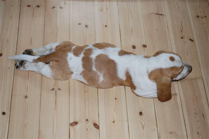 Basset hound Bobass Nuka - Rart med en slapper, når man lige har spist billede 2