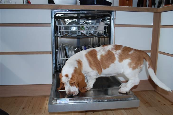 Basset hound Bobass Nuka - Jeg kan da godt klare den opvask billede 3