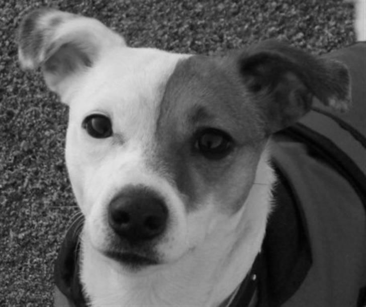 Jack russell terrier Thess billede 1