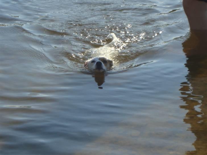 Jack russell terrier Thess billede 2