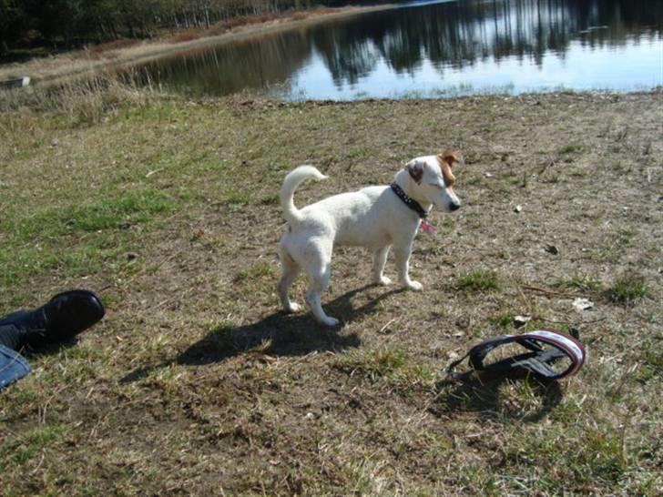 Jack russell terrier Thess billede 3