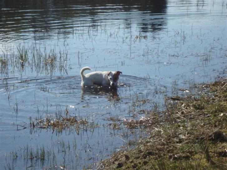Jack russell terrier Thess billede 4