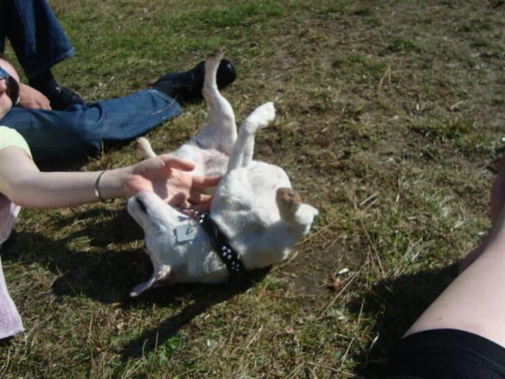 Jack russell terrier Thess billede 5