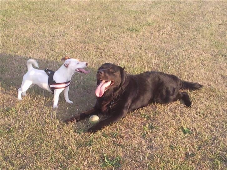 Jack russell terrier Thess billede 6