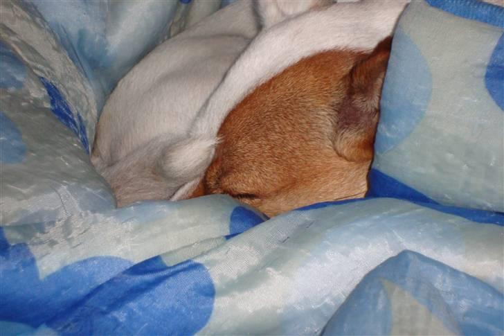 Jack russell terrier Thess billede 7