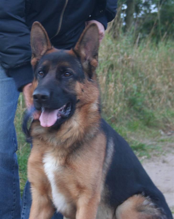 Schæferhund Jasko billede 1