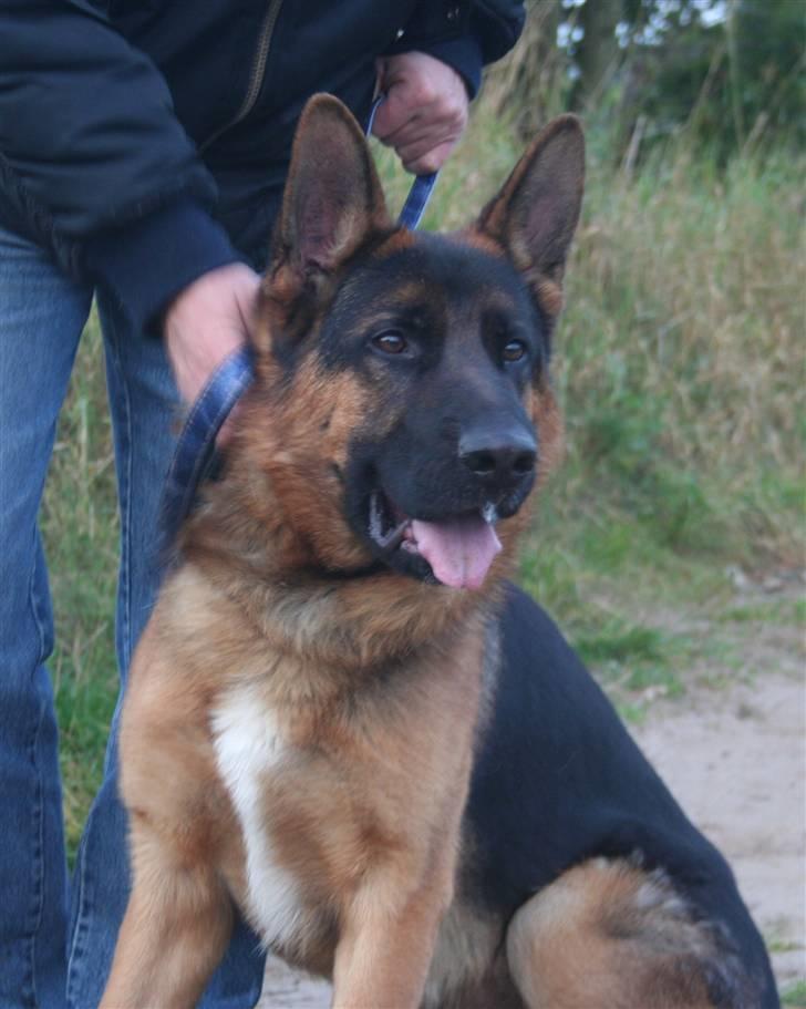 Schæferhund Jasko billede 2