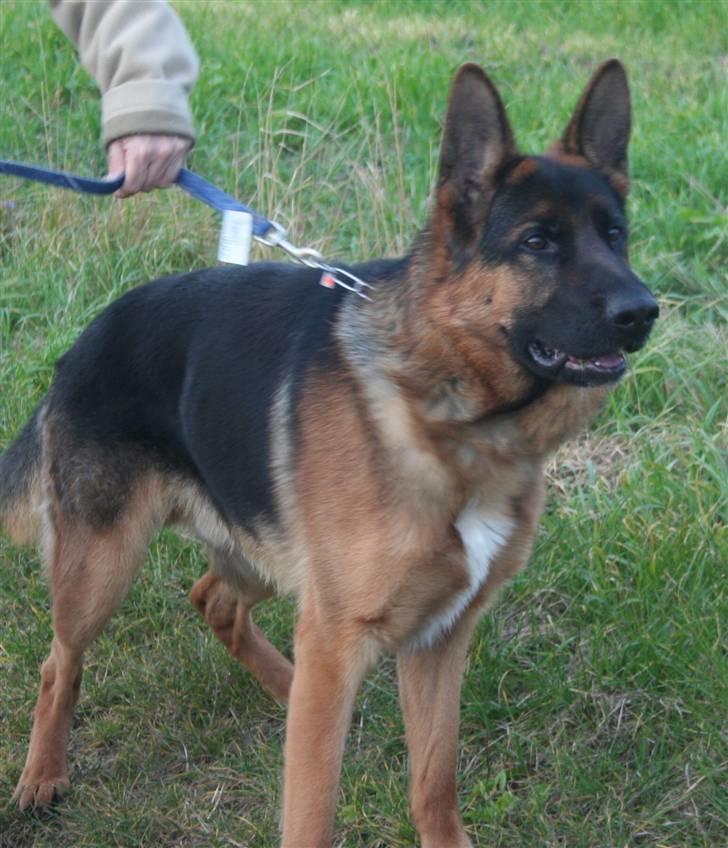 Schæferhund Jasko billede 3