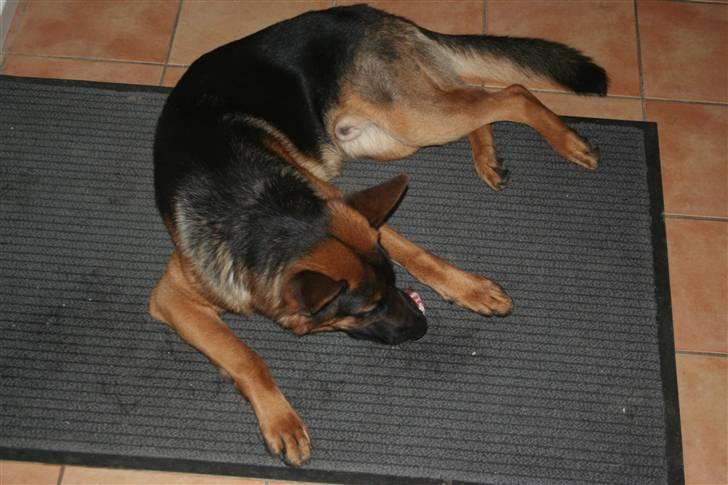 Schæferhund Jasko billede 4