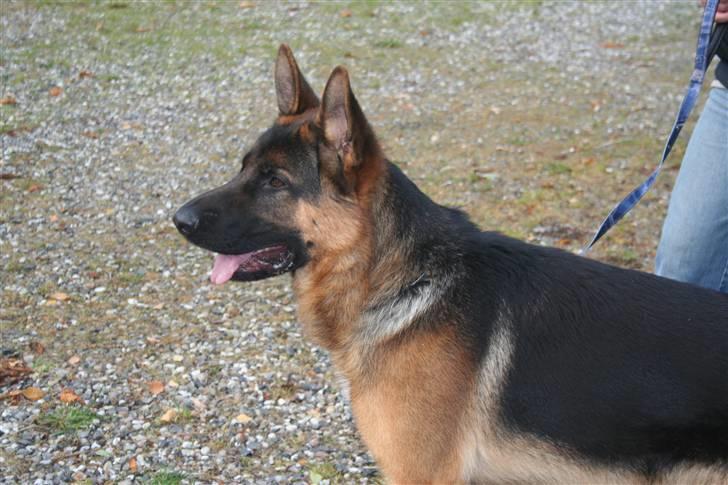 Schæferhund Jasko billede 5