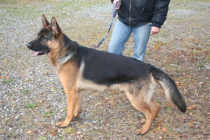 Schæferhund Jasko billede 6