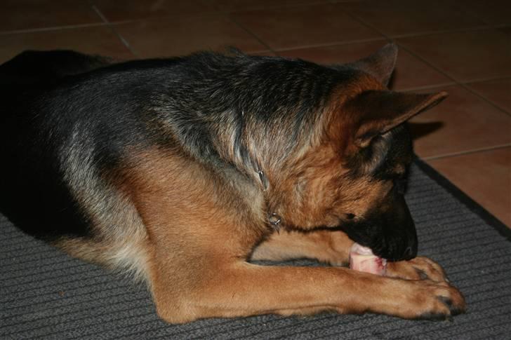 Schæferhund Jasko billede 7