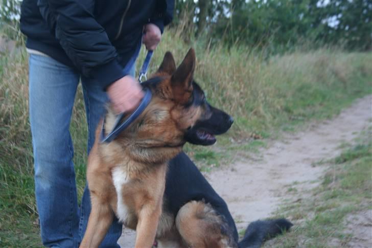 Schæferhund Jasko billede 8