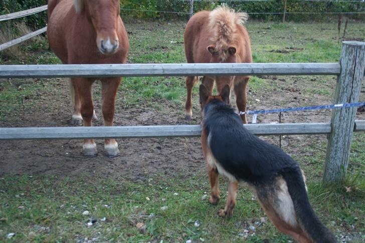 Schæferhund Jasko billede 9