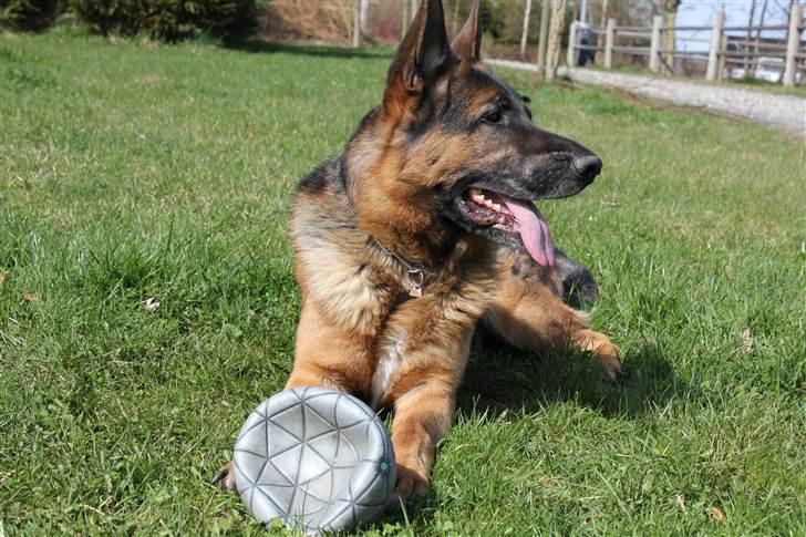 Schæferhund Jasko - april 2011 billede 10