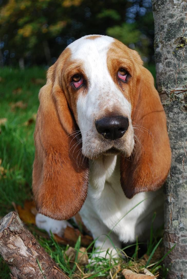 Basset hound Bobass Nuka - Hvor er jeg smuk og dejlig billede 5