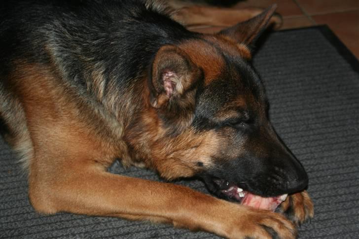 Schæferhund Jasko billede 11