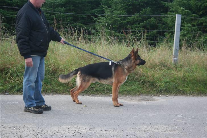 Schæferhund Jasko billede 12