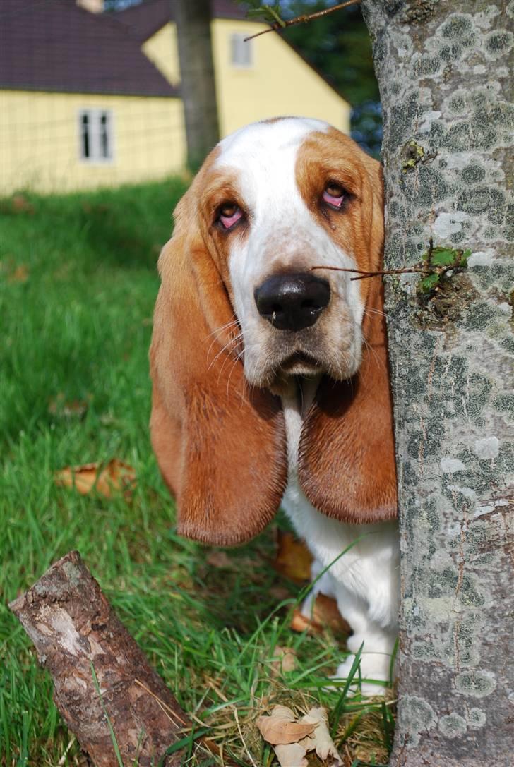 Basset hound Bobass Nuka - Er jeg fotogen eller hvad? billede 6