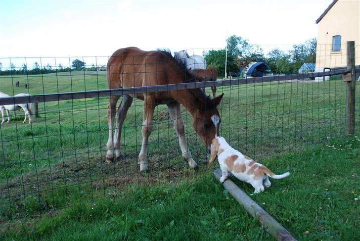 Basset hound Bobass Nuka - Hvad søren er nu det for en langbenet størrelse? billede 7