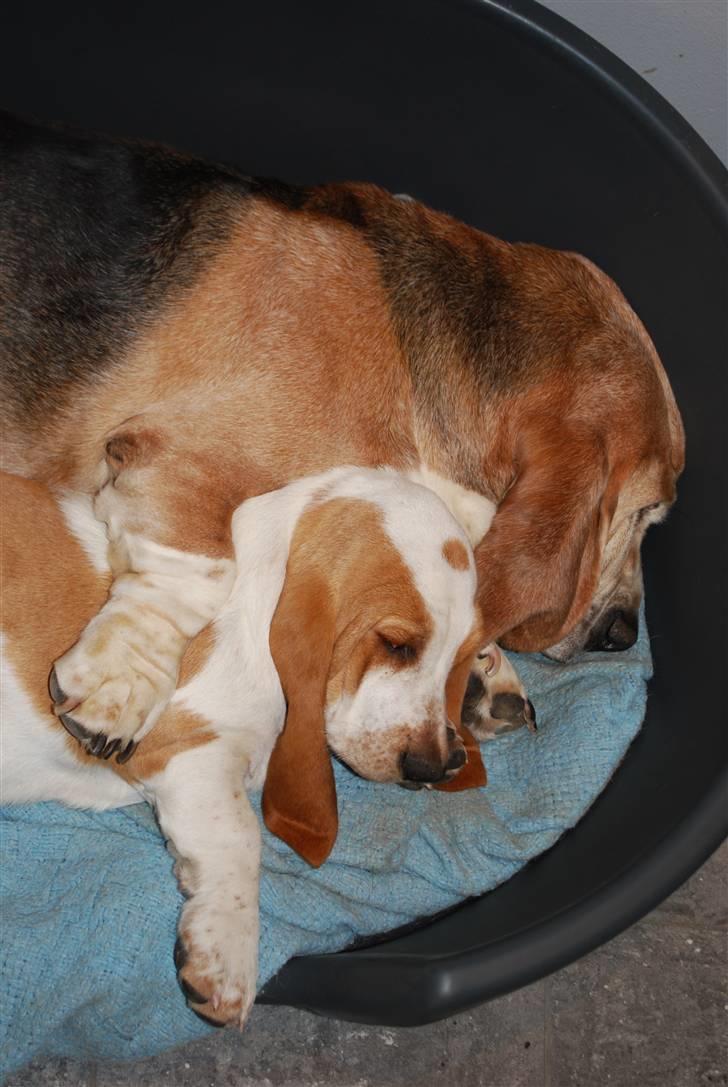 Basset hound Bobass Nuka - Godt jeg har gamle tante Sif til at passe på mig. billede 8