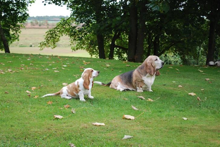 Basset hound Bobass Nuka - Her sidder vi så og tænker over tilværelsen, ikke så værst. billede 9