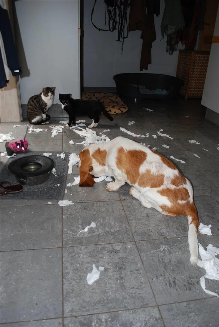 Basset hound Bobass Nuka - Kan da godt se at kattene ikke forstår, at jeg synes det er sjovt at lege med toiletpapir. billede 10
