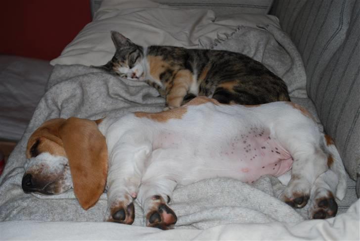 Basset hound Bobass Nuka - Får lige en lille lur sammen med missen billede 11