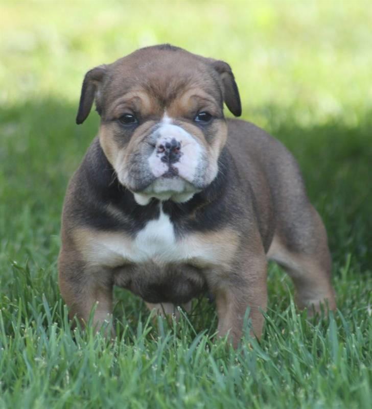 Olde english bulldogge Milo - 4uger billede 1