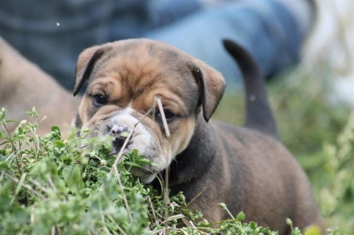 Olde english bulldogge Milo - 4uger billede 2