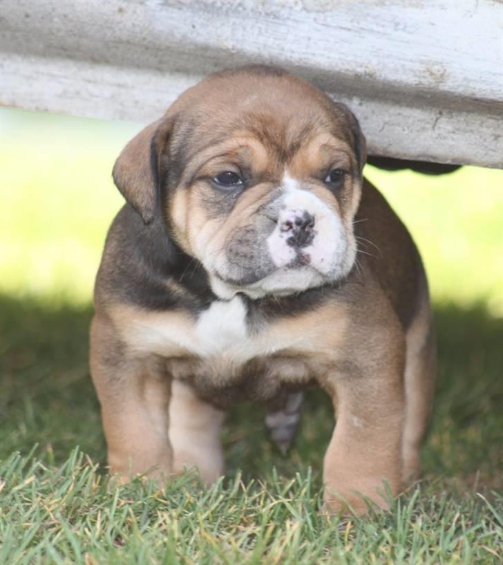 Olde english bulldogge Milo - 4uger billede 3