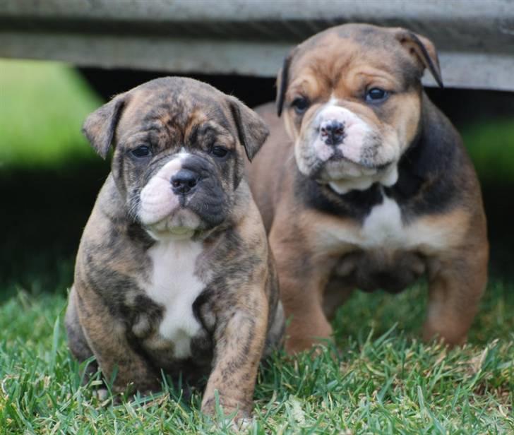 Olde english bulldogge Milo - 4uger billede 4