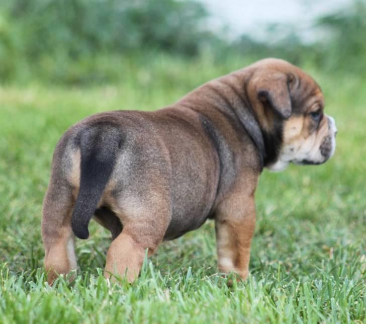 Olde english bulldogge Milo - 4uger billede 5