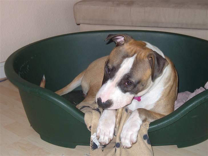 Blanding af racer Lucy billede 7