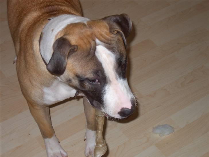 Blanding af racer Lucy billede 8