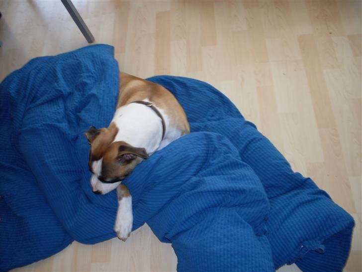 Blanding af racer Lucy billede 9