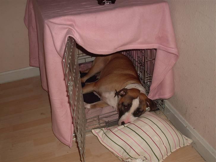 Blanding af racer Lucy billede 10