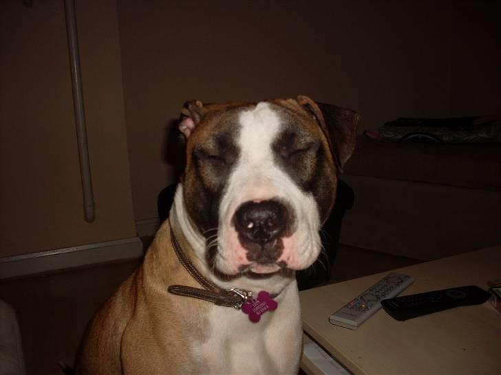 Blanding af racer Lucy billede 13