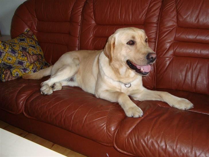Labrador retriever Taslas Tomboy SÆLGES billede 14